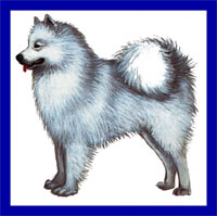 a well breed Samoyed dog